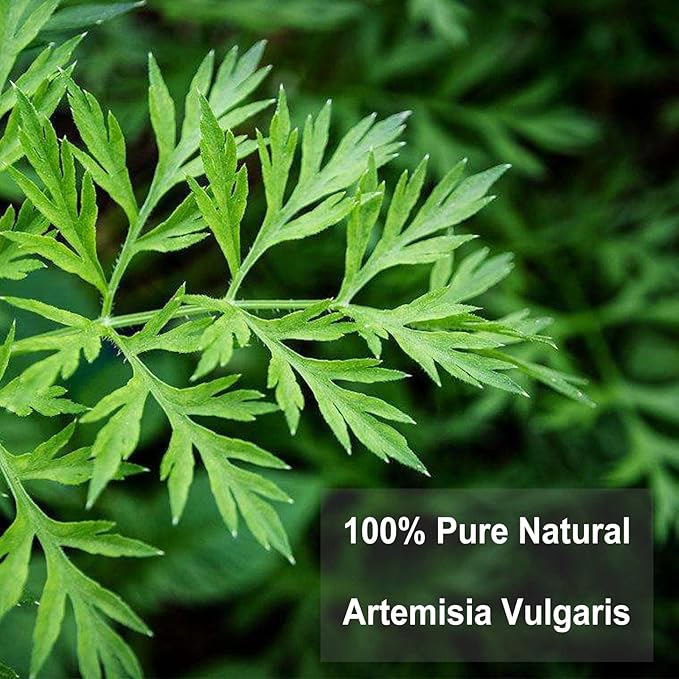 TEARELAE - Mugwort Tea - 2g x 30 Count - 100% Pure Natural Dried Herbs - Premium Mugwort Herb Dried - Non-GMO - Sulfur-free-StrideForce Fitness