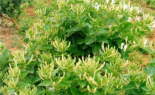 Greenhilltea traditional health herbs, Premium Honeysuckle buds, honey suckle tea NO GMO, NO Additives, Caffeine free dried herbal tea 5 OZ-StrideForce Fitness