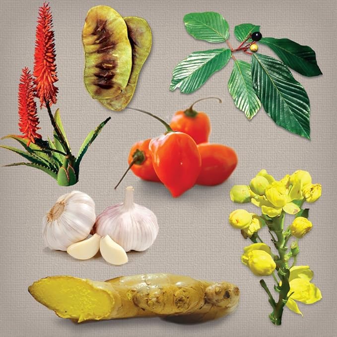 Dr. Schulze's Intestinal Formula #1 Colon Bowel Cleanse, 90 caps, 2 Count-StrideForce Fitness