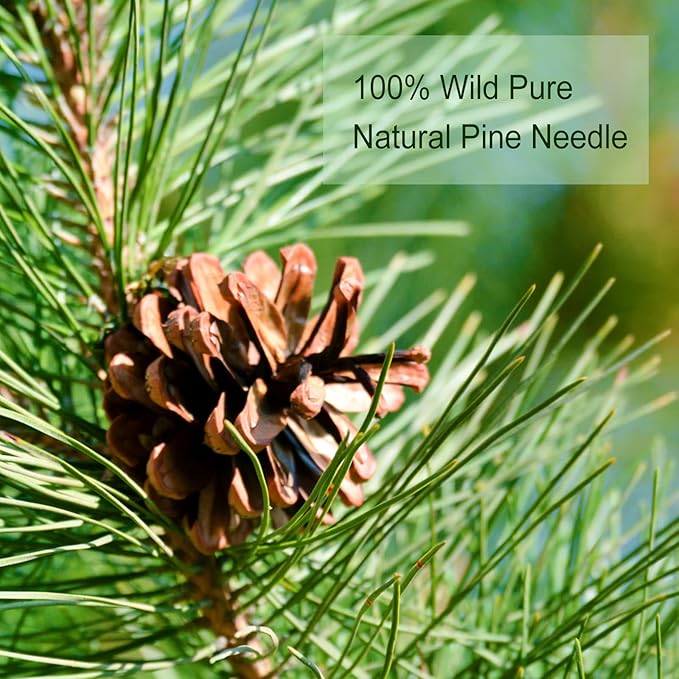 TEARELAE - Pine Needle Tea Bags - 3.53oz/100g (2.5g X 40 Bags) - 100% Pure Natural Dried Masson Pine Needles - Cut & Sifted - Caffeine-free-StrideForce Fitness
