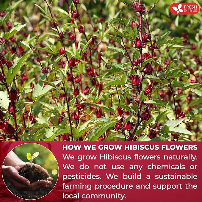 FreshDrinkUS Premium 30 Hibiscus Tea Bags, 100% Natural & Pure, Loose Flower Herbal Tea, No Sugar, Caffeine, Gluten, Vegan-StrideForce Fitness